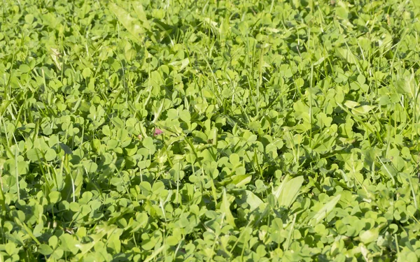 Groene zomer tapijt gras — Stockfoto