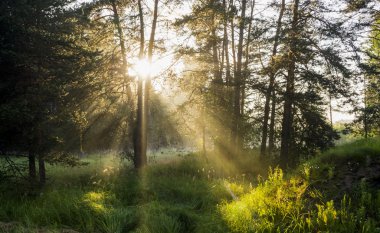 Güneş ışınları yaz aylarında vahşi ormanda