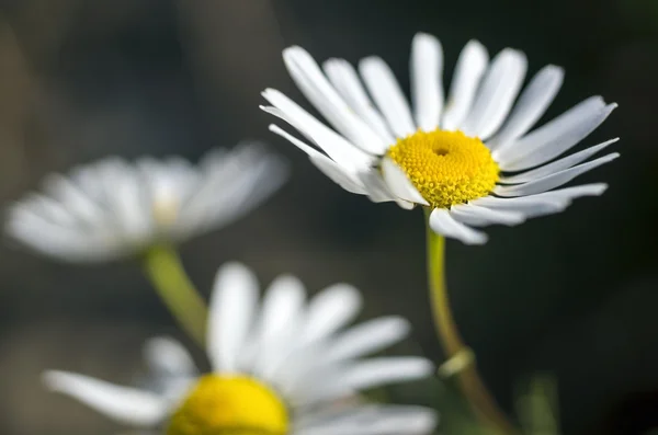 Einige Kamillenblüten — Stockfoto