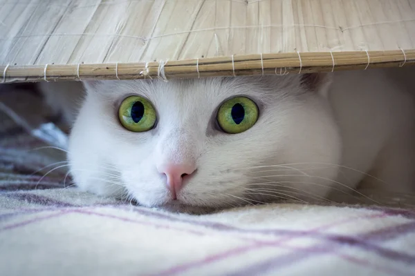 白猫の目 — ストック写真