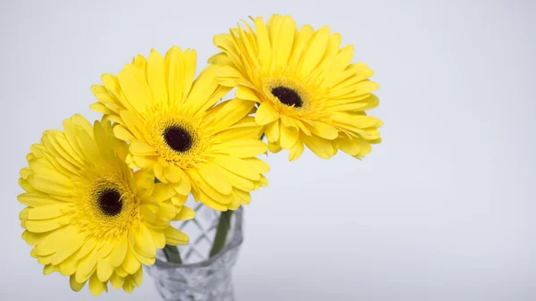 Buquê de gerberas amarelas — Fotografia de Stock