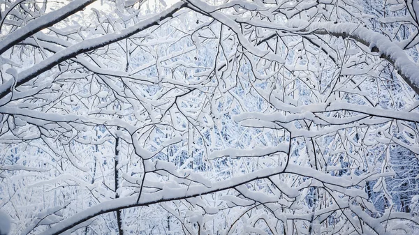 Pluizig sneeuw op de takken in de noordelijke bos — Stockfoto