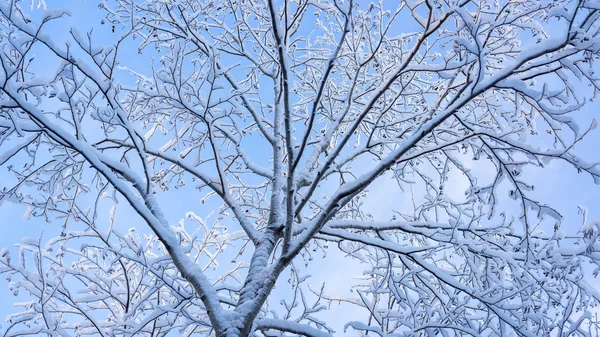 Flauschiger Schnee auf Ästen von Bäumen — Stockfoto