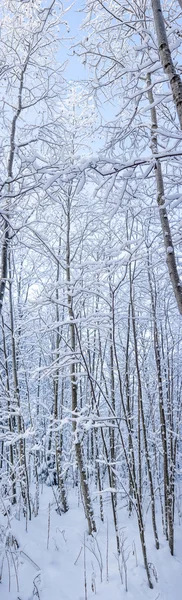 Verticale panoramisch uitzicht van winter forest — Stockfoto