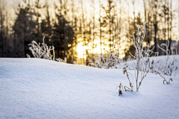 Atardecer en invierno — Foto de Stock