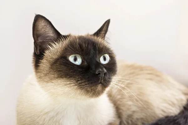 シアメス猫の肖像 — ストック写真