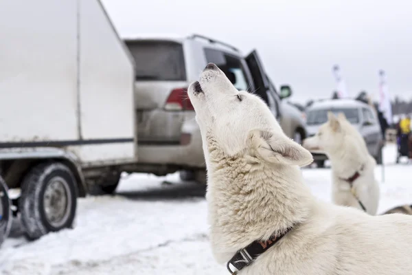 Laika cão uivos em espera de trenó de corrida — Fotografia de Stock
