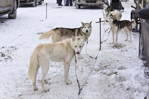 Huskies i Karelen väntande släden race — Stockfoto