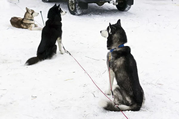 Huskies estão esperando raça cão de fase da Copa do Mundo na Carélia — Fotografia de Stock