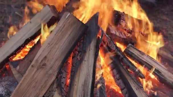 Bonfire в зимовому лісі — стокове відео