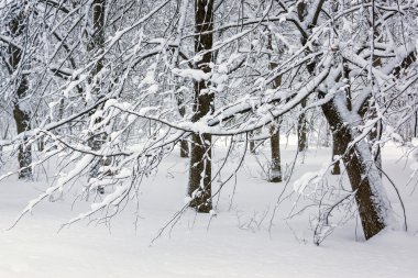 ağaçlarda kar kış
