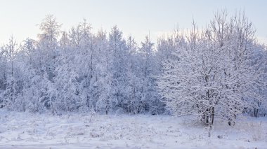 Snowy orman ağaç görünümü