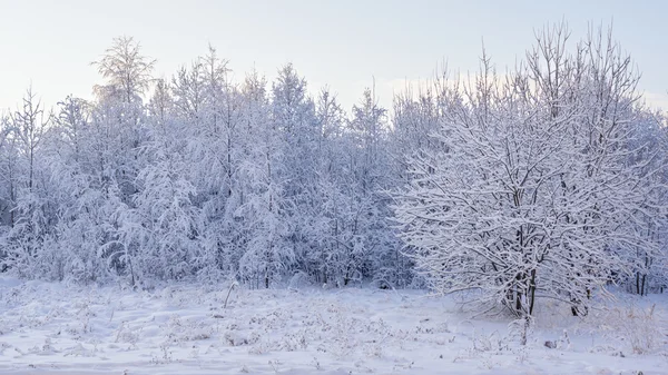 Uitzicht op besneeuwde bos bomen — Stockfoto