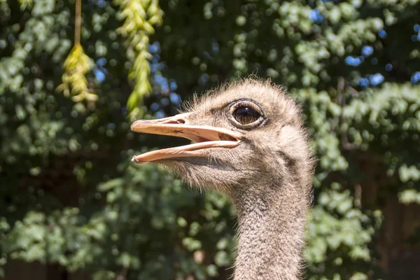 Struzzo africano — Foto Stock