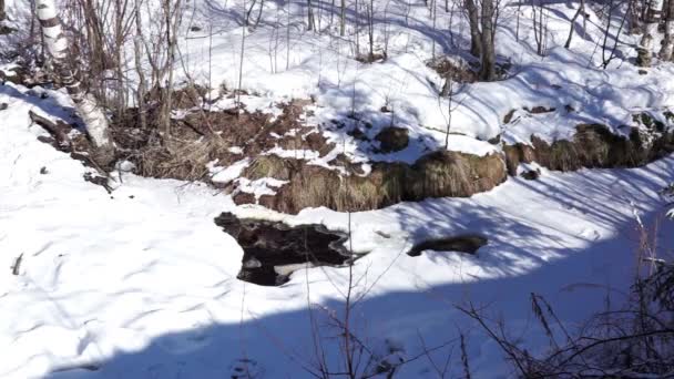 Ruisseau de glace dans la forêt — Video