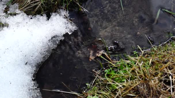 Creek na neve na floresta de primavera — Vídeo de Stock