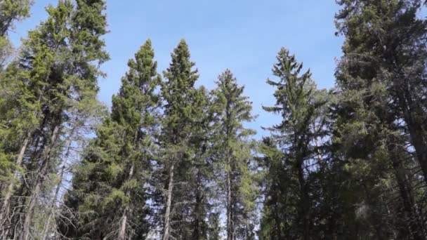 Haut de pins dans le ciel bleu — Video