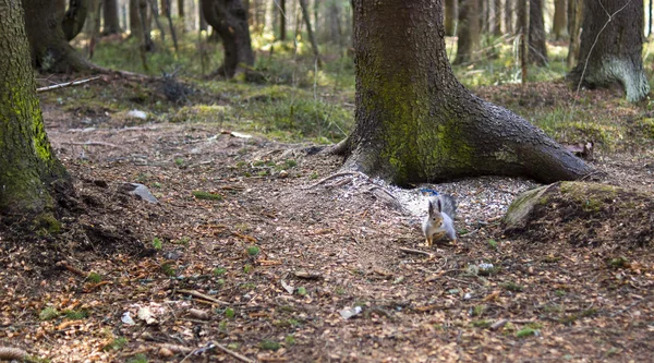 Nothern squirrel in pine forest — Stock Photo, Image