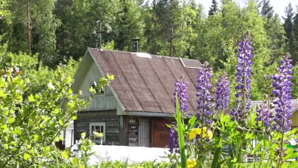 Yaz aylarında ormandaki yaşlı ahşap ev — Stok video