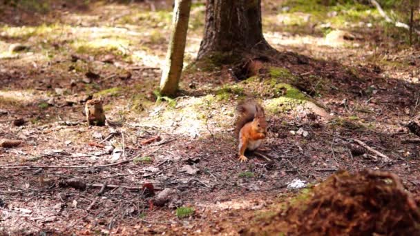 Rote und graue Eichhörnchen — Stockvideo