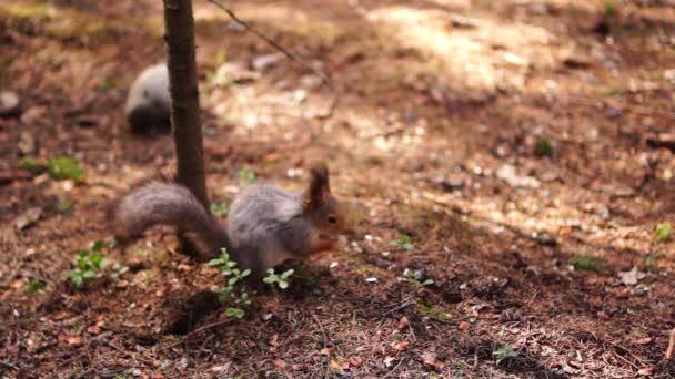 Grey squirrel eats — Stock Video