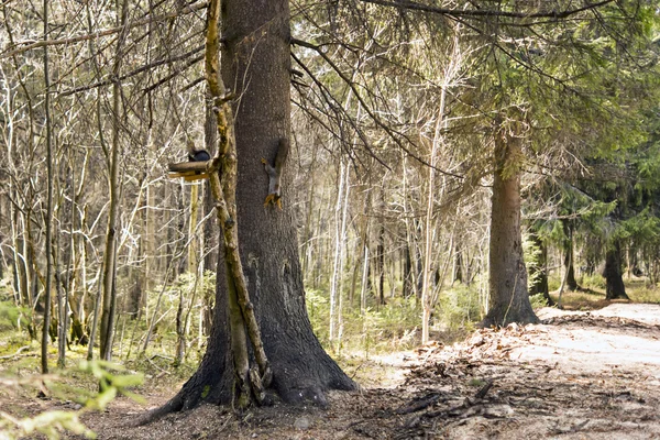 Deux écureuils sur le lieu d'alimentation dans la forêt — Photo