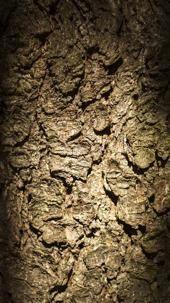 Marco de corteza de pino — Foto de Stock