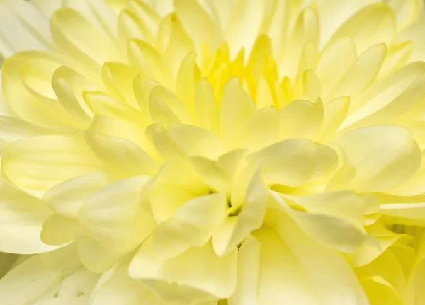 Schöne gelbe Blume Makro — Stockfoto