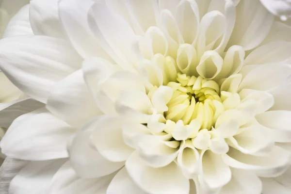 Bela flor branca macro — Fotografia de Stock