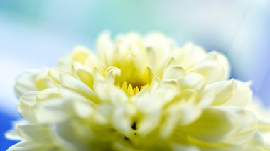 Sarı Kasımpatı çiçeği kapatın