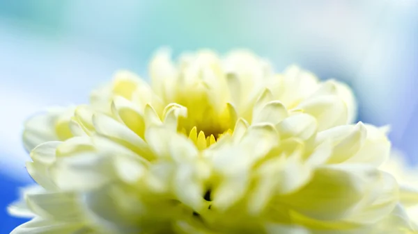 Fiore di crisantemo giallo vicino — Foto Stock