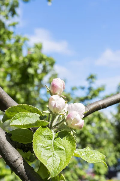 Kwitnienia jabłoni — Zdjęcie stockowe