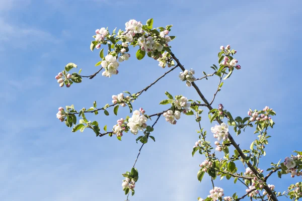 Apple tree flowers on branches — Stock Photo, Image