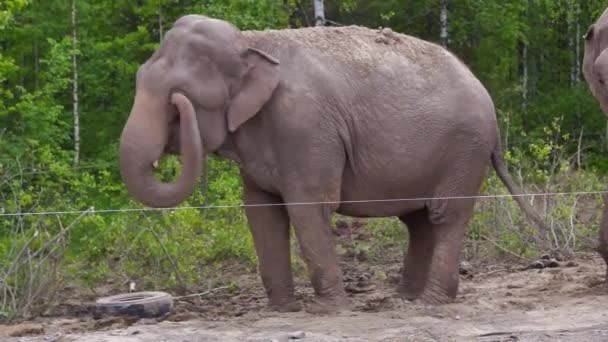 Danses d'éléphants parmi les bouleaux de Noël 