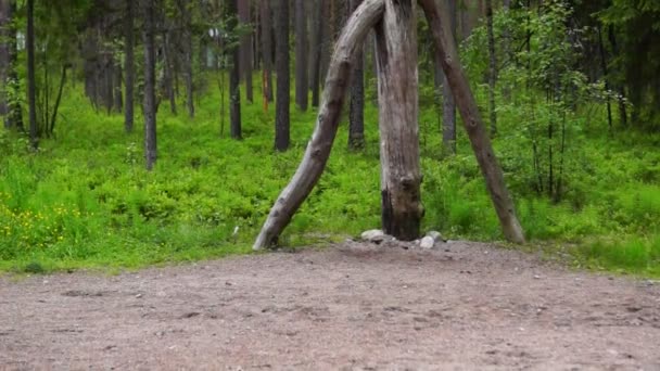 Esprit russe de la forêt sauvage — Video