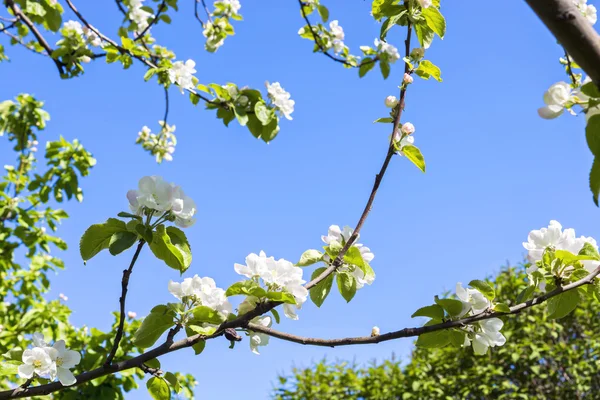 Flowers of apple tree — Stock Photo, Image
