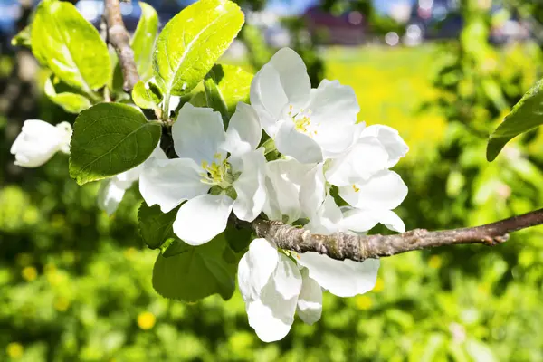 Apple tree flowers close — Stock Photo, Image