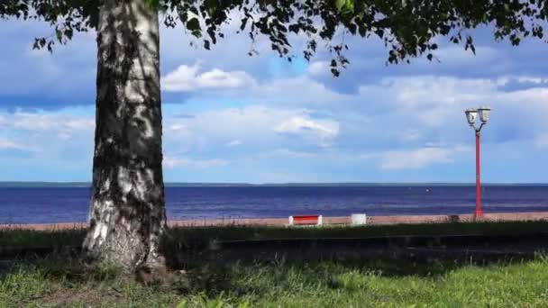 Abedul en la orilla del lago en verano ventoso — Vídeo de stock