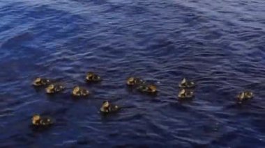 Gölde ördek yavrusu