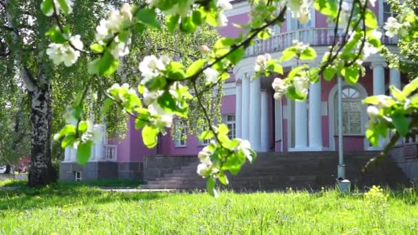 Äppelträd blomma nära palats i staden — Stockvideo