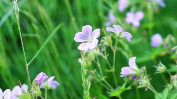 Summer meadow flowers — Stock Video