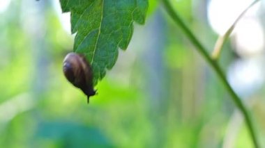 Esintide yeşil yaprakta salyangoz