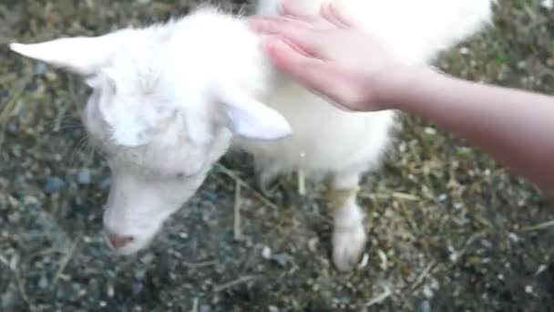 Рука гладить goatling — стокове відео