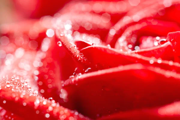 Rose of red colour — Stock Photo, Image