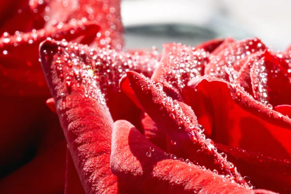 Macro de rosa vermelha e orvalho — Fotografia de Stock