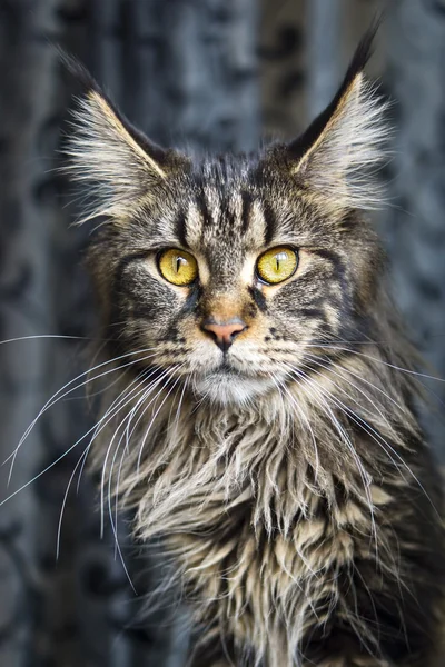 Portrait de chat maine-coon — Photo