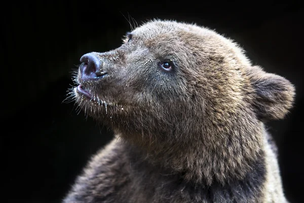 Giovane faccia di orso — Foto Stock