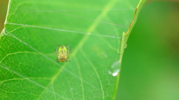 Spider on net — Stock Video