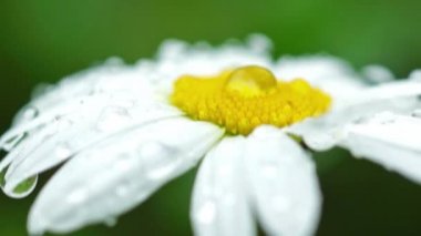 Daisy ile birlikte yağmur damlaları