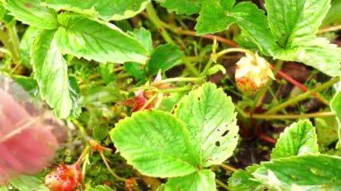 Kadar doğal Karelya çilek toplama